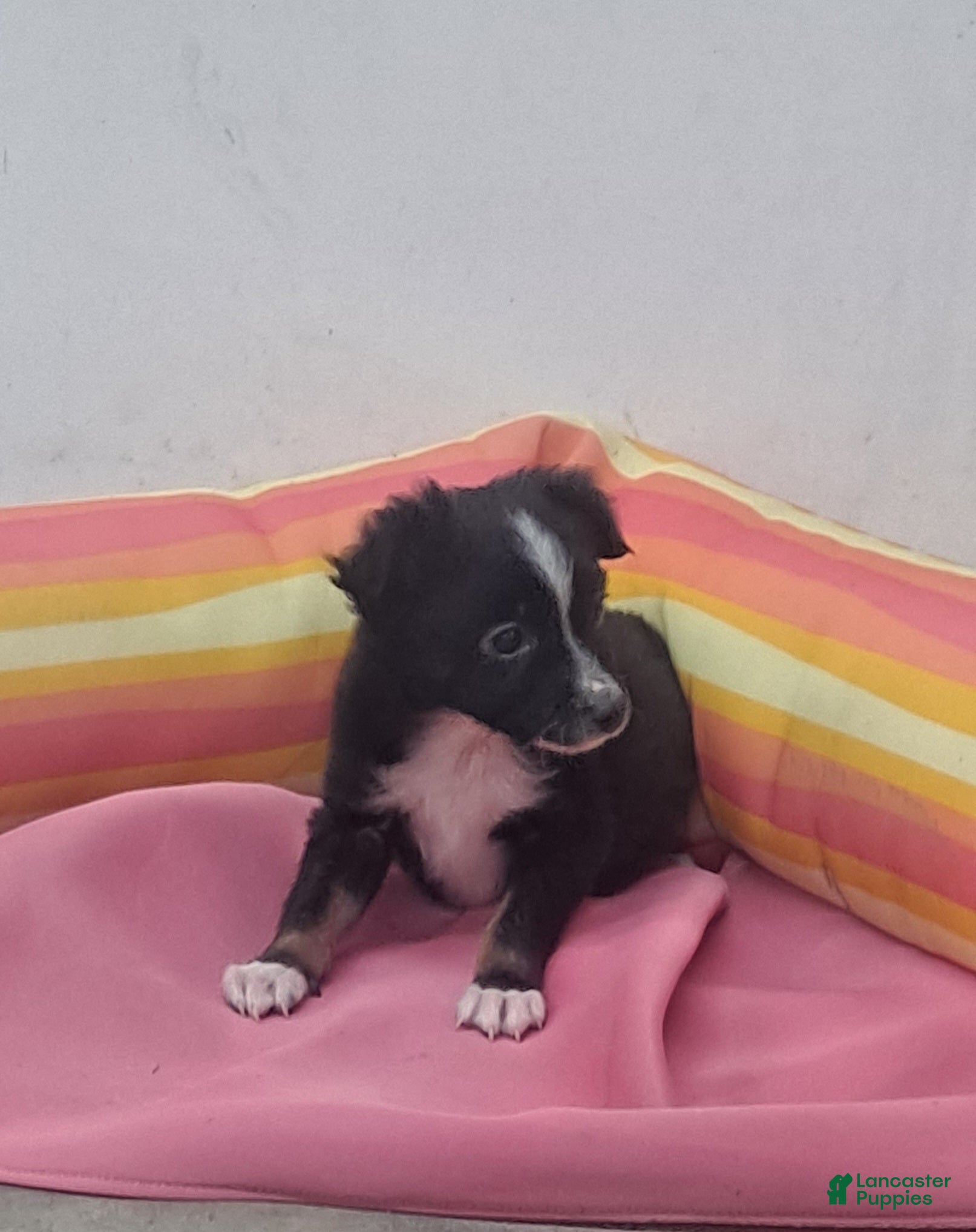 Miniature Australian Shepherd dogs Tyler - Ad 18