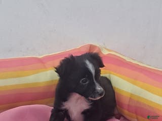 Miniature Australian Shepherd dogs Tyler - Ad 36