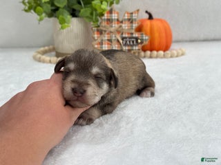 Miniature Schnauzer dogs - Ad 10