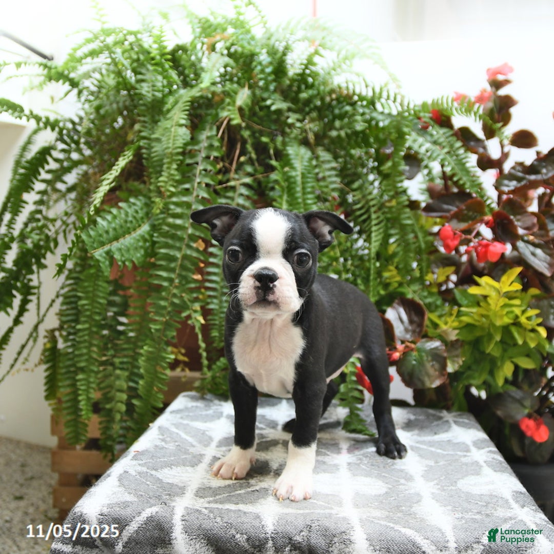 Boston Terrier dogs for sale: Porter - Ad 4