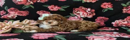 Miniature Poodle dogs for sale: Shannon - Ad 4