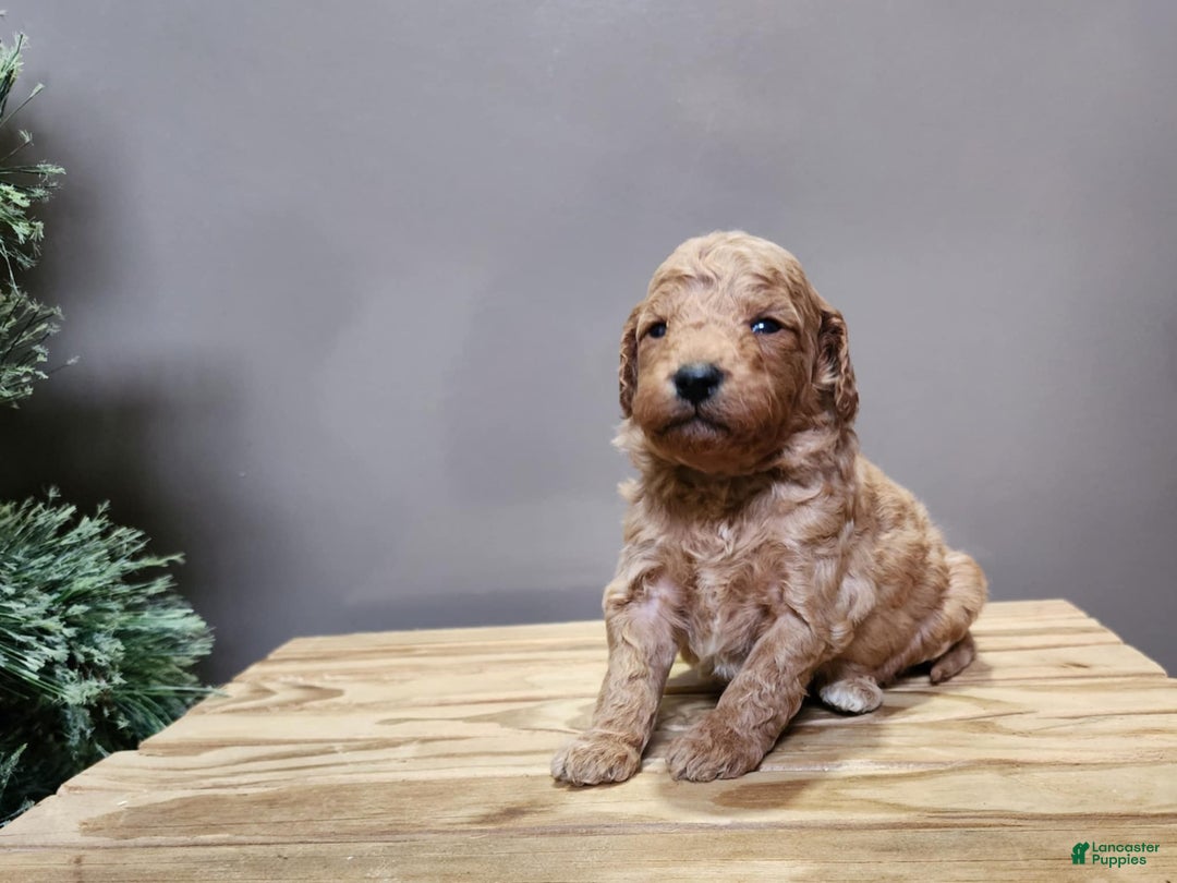 Mini Goldendoodle dogs for sale: Houston - Ad 20