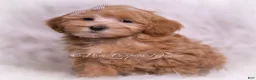 Maltipoo dogs for sale: Tiana - Ad 2