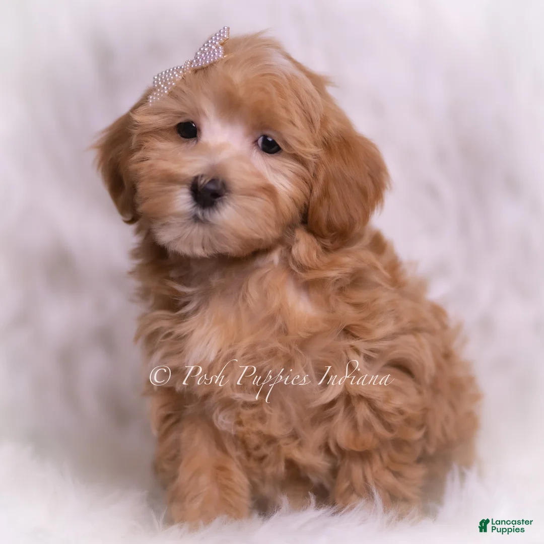 Maltipoo dogs for sale: Tiana - Ad 2