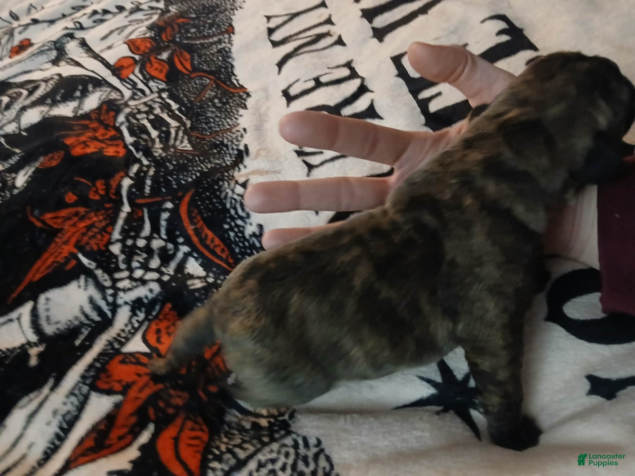 Presa Canario dogs Presa Canario Puppy 7 - Ad 5