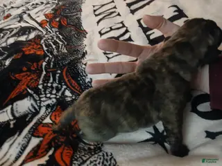 Presa Canario dogs Presa Canario Puppy 7 - Ad 5