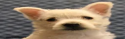 West Highland Terrier dogs for sale: Nolan - Ad 4