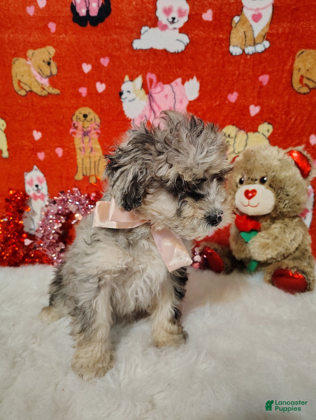 Mini Bernedoodle dogs for sale: Maggie - Ad 2