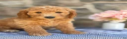 Goldendoodle dogs for sale: Marshmallow - Ad 6