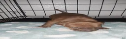 American Pit Bull Terrier dogs for sale: American Pit Bull Terrier 2 - Ad 3