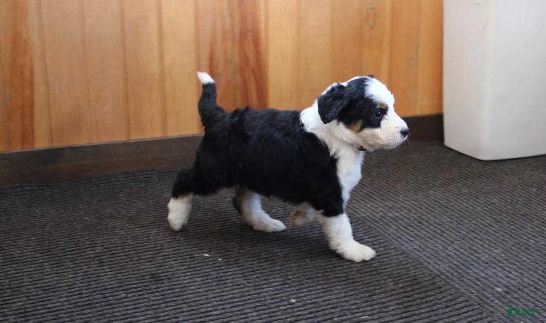 Bernedoodle dogs for sale: Primrose - Ad 9