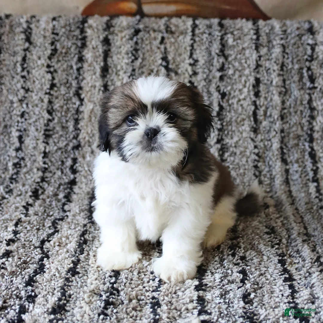 Shih Tzu dogs for sale: Rosie - Ad 5