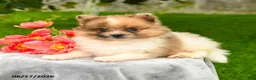 Pomeranian dogs for sale: Lucas - Ad 2