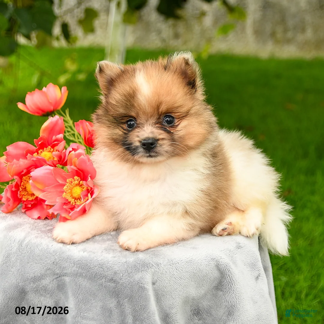 Pomeranian dogs for sale: Lucas - Ad 2
