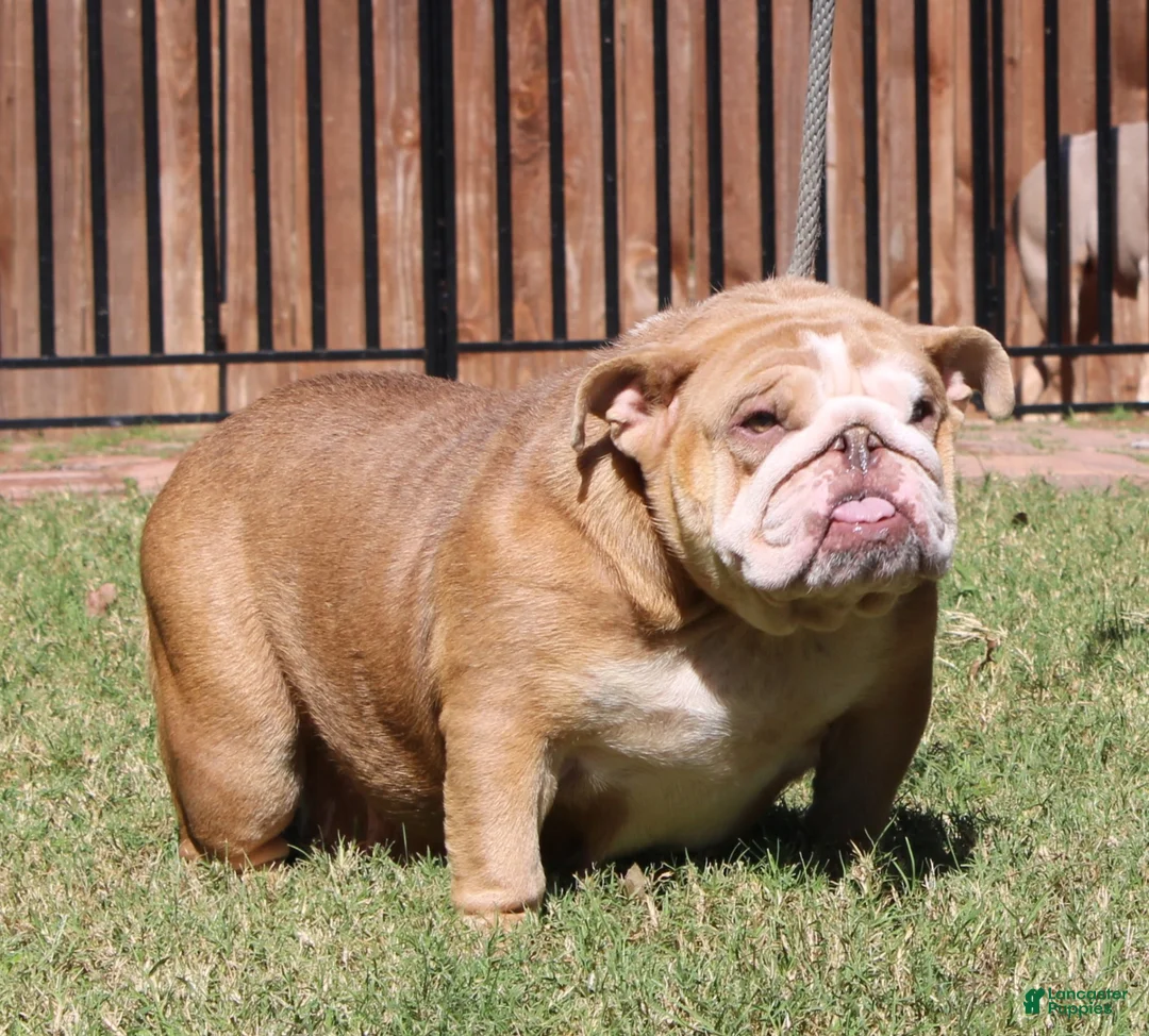 English Bulldog dogs for sale: Fiona  - Ad 6
