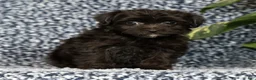Yorkiepoo dogs for sale: Remy - Ad 5