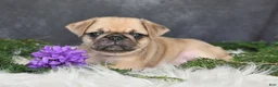 Pug dogs for sale: Jaci - Ad 4