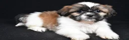 Shih Tzu dogs for sale: Bailey - Ad 1