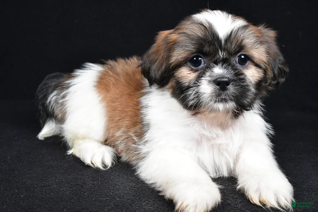 Shih Tzu dogs for sale: Bailey - Ad 1