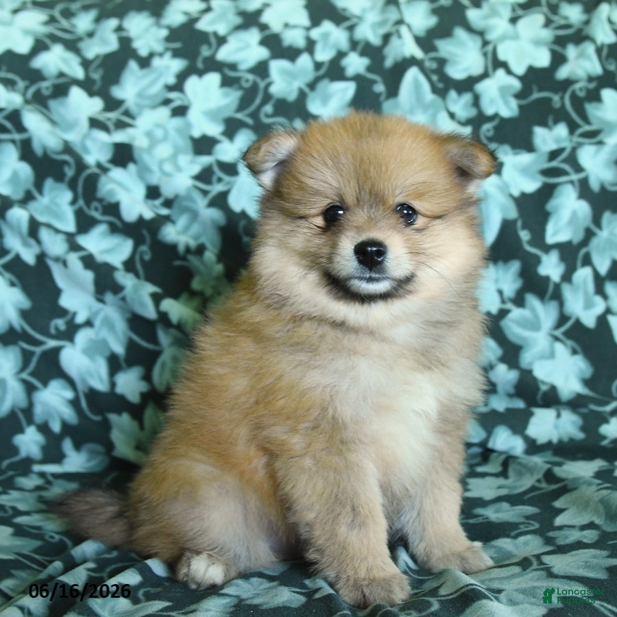 Pomeranian dogs Pete - Ad 2