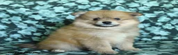 Pomeranian dogs for sale: Pete - Ad 2