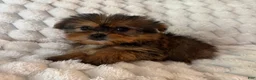 Mixed Breed dogs for sale: Remy - Ad 3