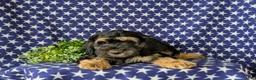 Cockapoo dogs for sale: Augustus - Ad 7