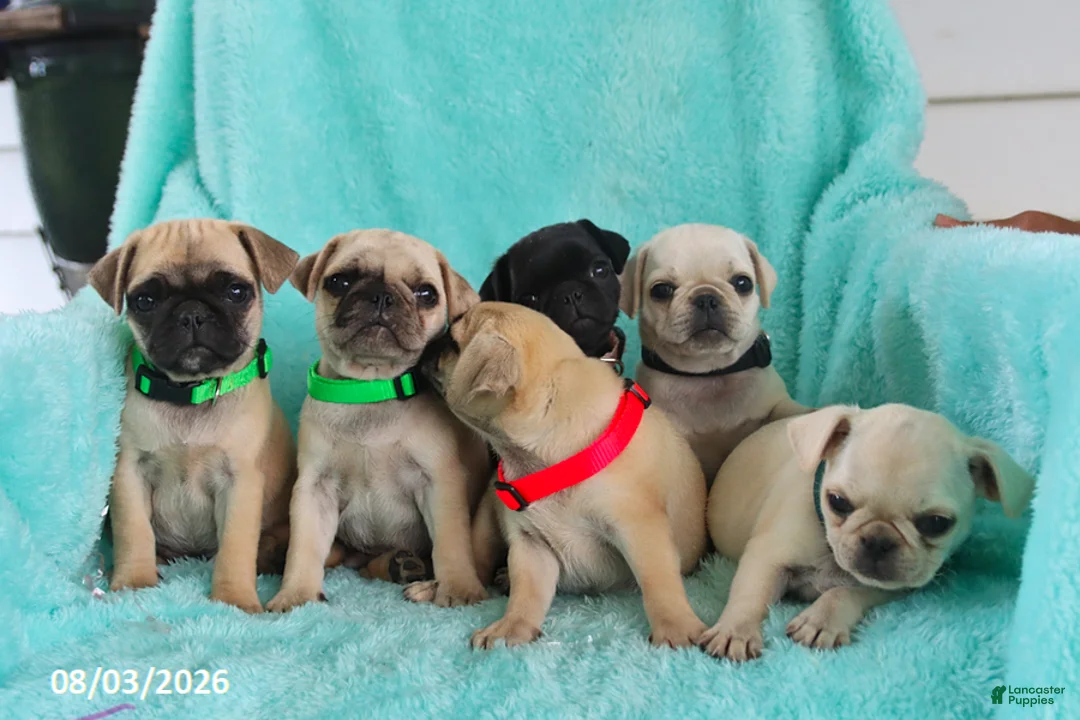Pug dogs for sale: Bella   - Ad 2