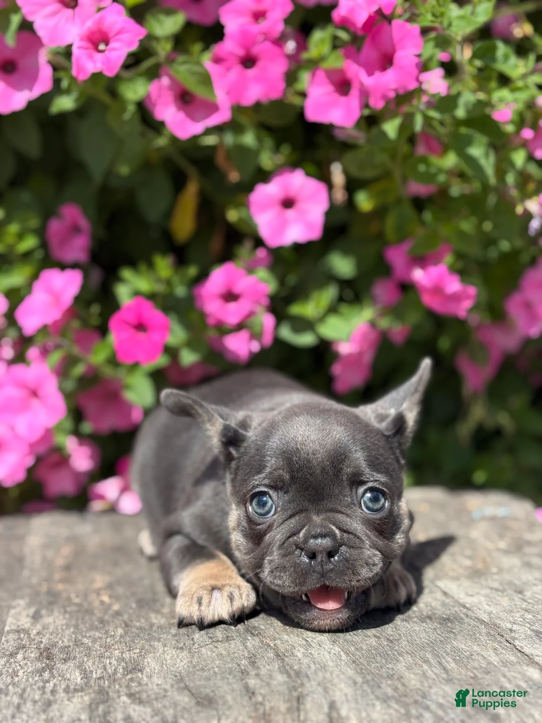 French Bulldog dogs for sale:  Kayla - Ad 3