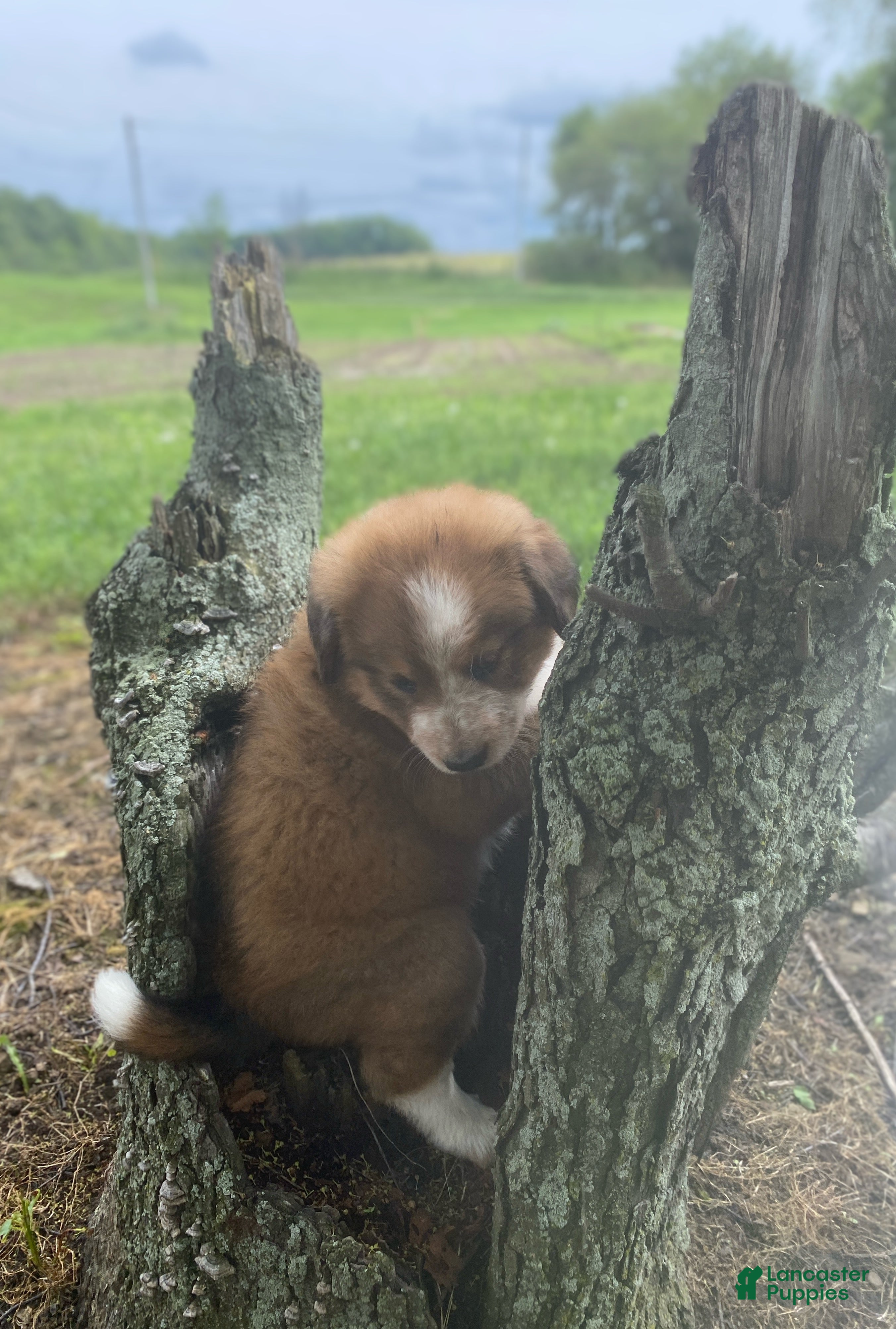 Mixed Breed dogs for sale: ♥️NELLIE MAE♥️ - Ad 12