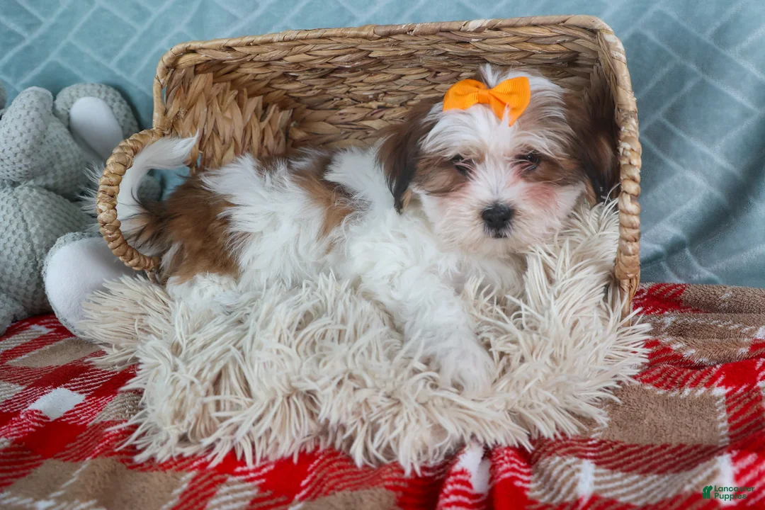 Teddy Bear dogs for sale: GEORGE - Ad 10