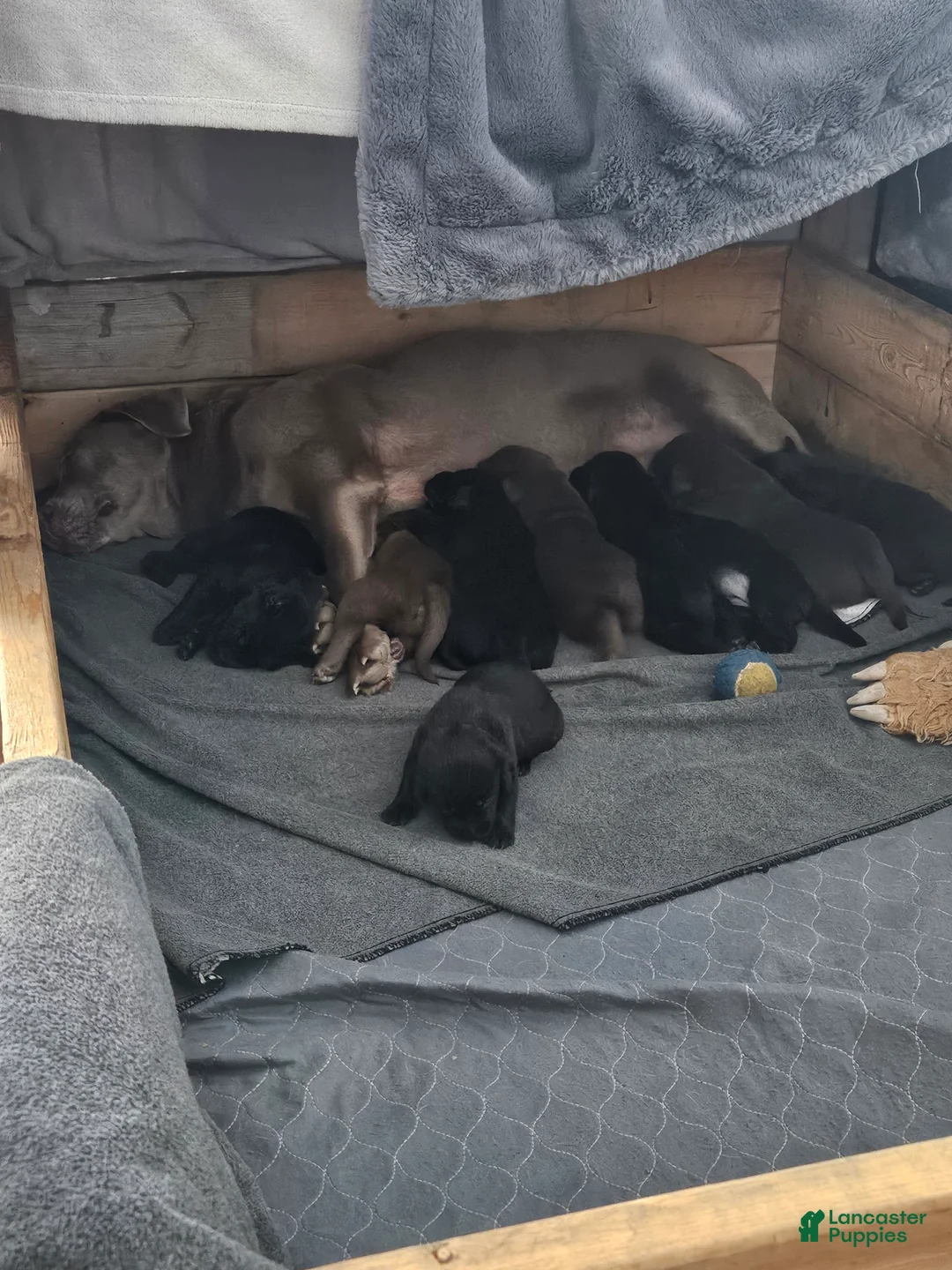 Labrador Retriever dogs for sale: Labrador Retriever Puppy 1 - Ad 5