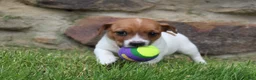 Jack Russell Terrier dogs for sale: Teddy - Ad 3