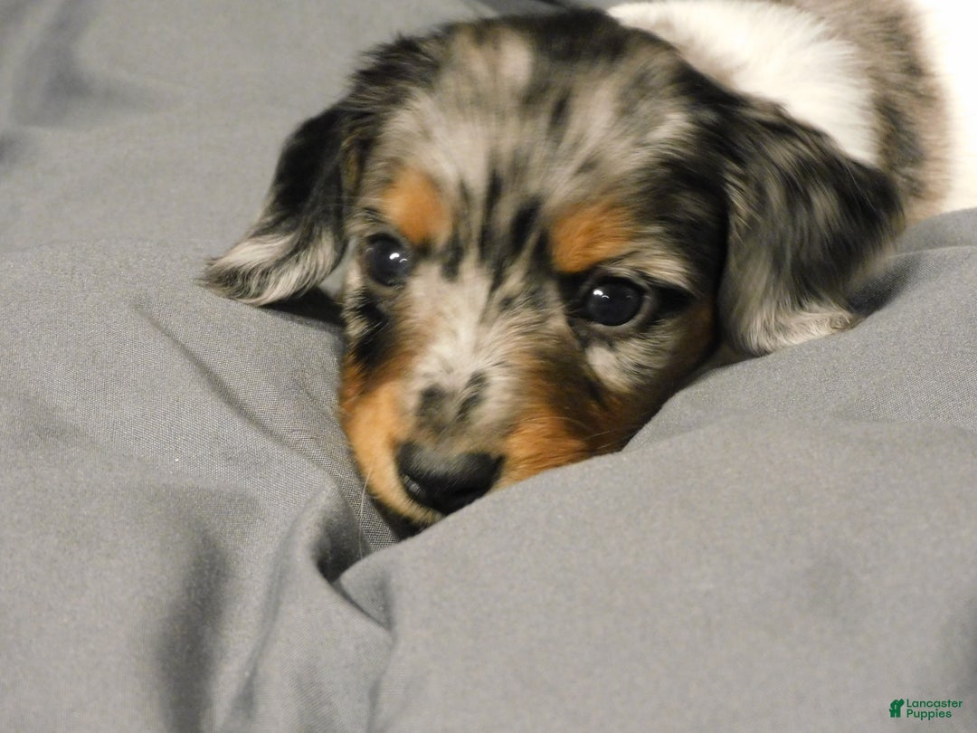 Miniature Dachshund dogs for sale: LMA's ChampionDoxie Snoop Dogg - Ad 30