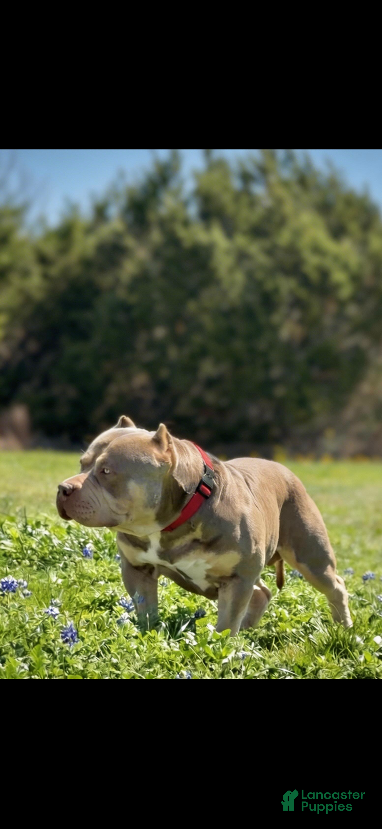 American Bully dogs American Bully Puppy 2 - Ad 1