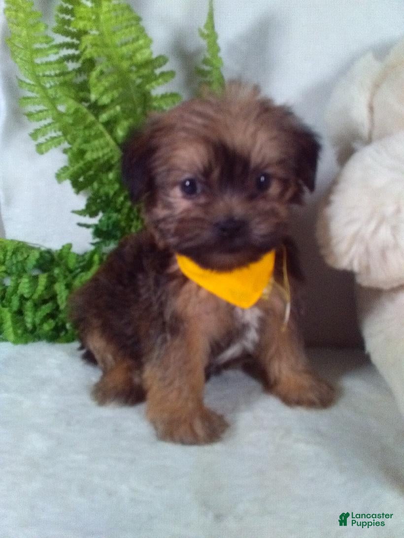 Shorkie dogs Grant - Ad 2