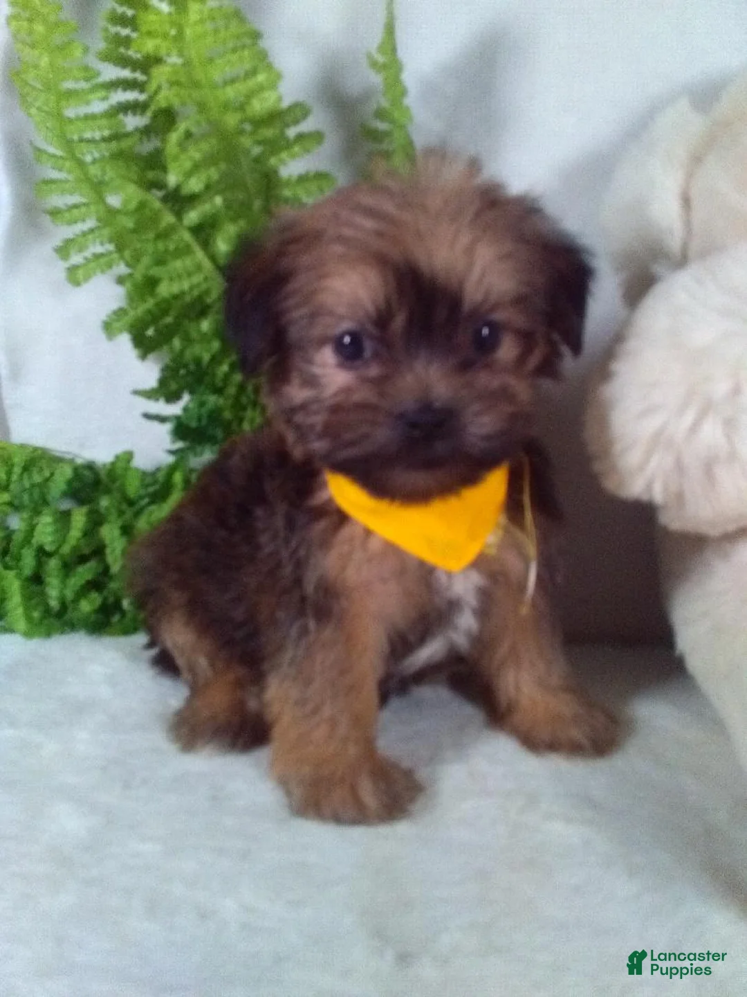 Shorkie dogs for sale: Grant - Ad 2