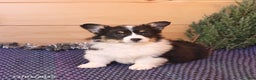 Welsh Corgi Pembroke dogs for sale: Holly - Ad 5