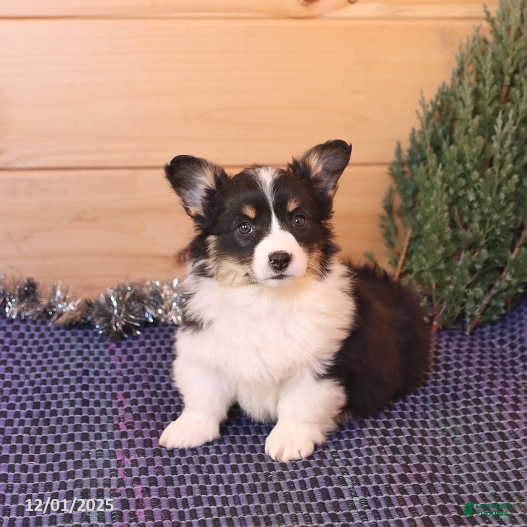 Welsh Corgi Pembroke dogs for sale: Holly - Ad 5