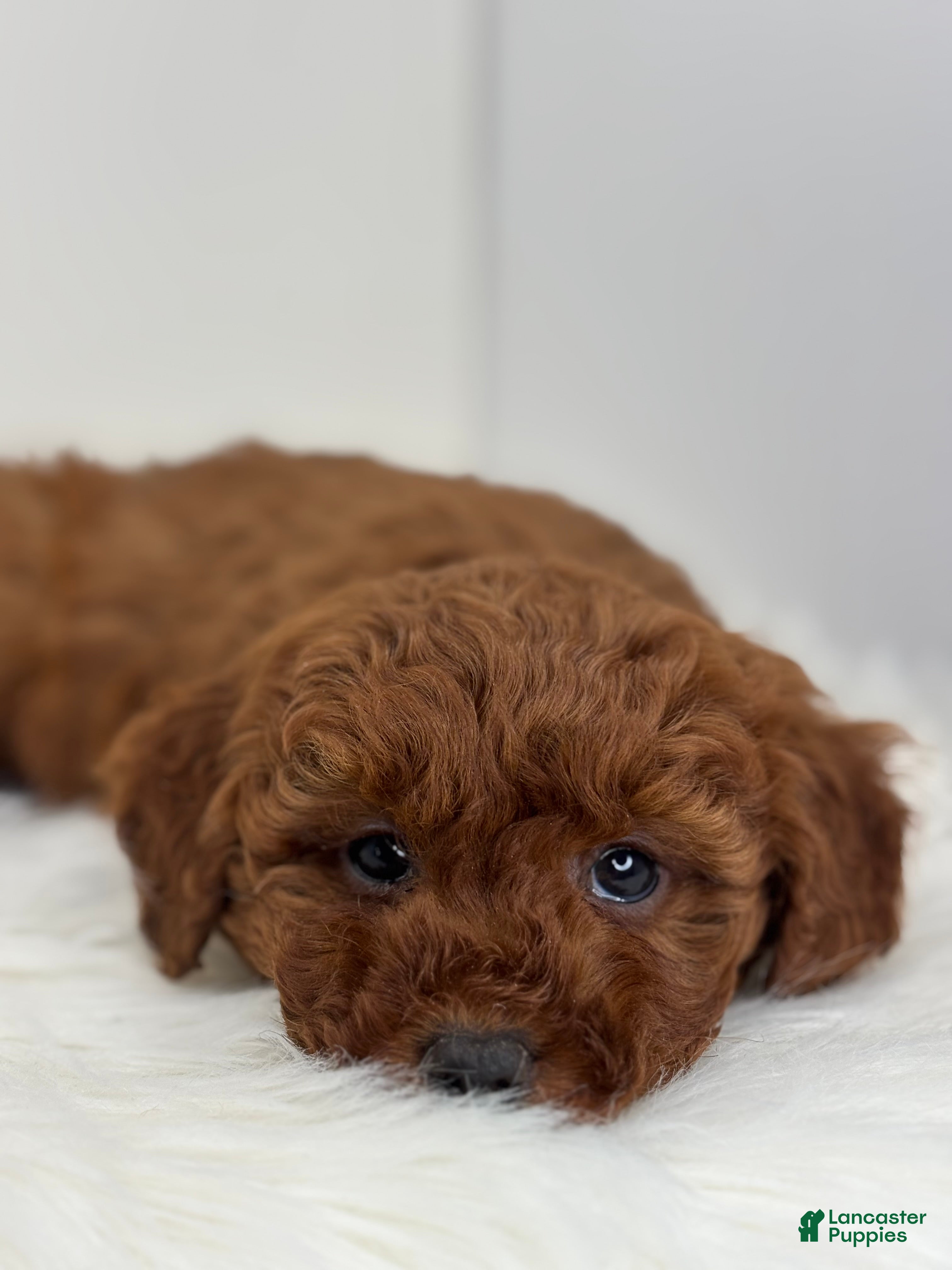 Mini Goldendoodle dogs Grant - Ad 6