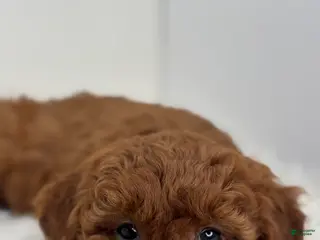 Mini Goldendoodle dogs Grant - Ad 6