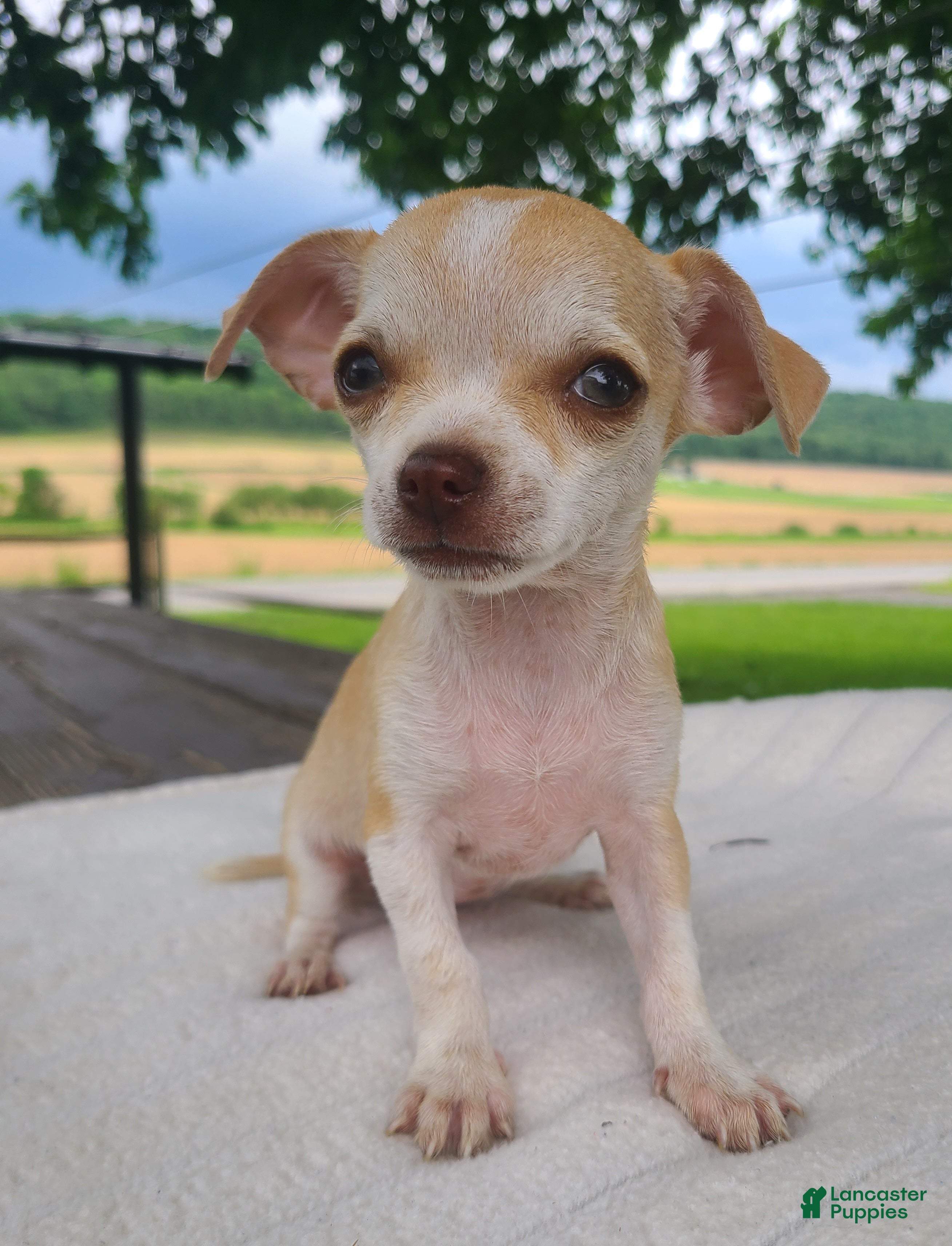 Chihuahua dogs Heather - Ad 1