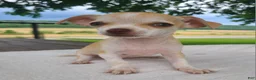 Chihuahua dogs for sale: Heather - Ad 1