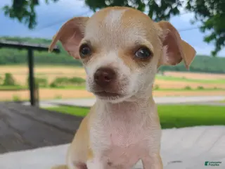 Chihuahua dogs for sale: Heather - Ad 3