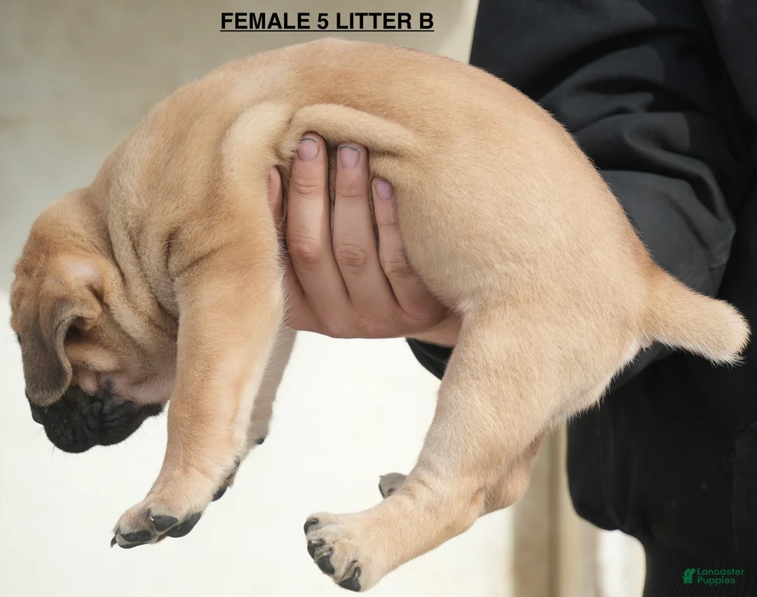 Cane Corso dogs for sale: Female 5 Litter B - Ad 2