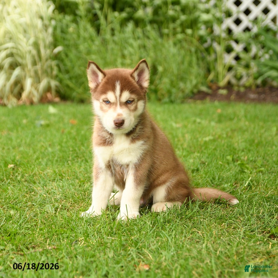 Siberian Husky dogs for sale: Henry - Ad 1