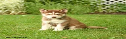 Siberian Husky dogs for sale: Henry - Ad 1