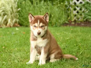 Siberian Husky dogs for sale: Henry - Ad 1
