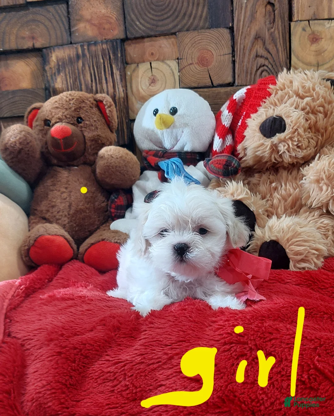 Shih Tzu dogs for sale: Shih Tzu Puppy 3 - Ad 1