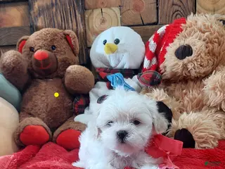 Shih Tzu dogs Shih Tzu Puppy 3 - Ad 9